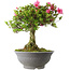 Rhododendron indicum Osakazuki, 52 cm, ± 20 jaar oud, met een nebari van 17 cm