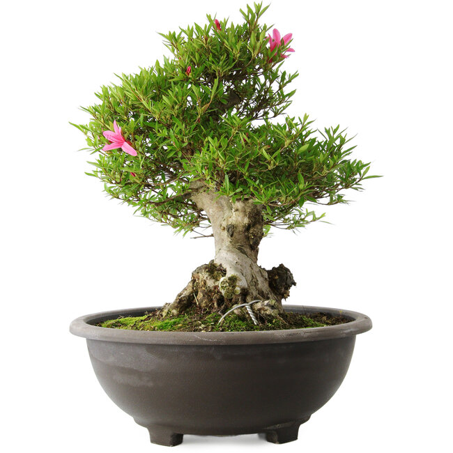 Rhododendron indicum Osakazuki, 48 cm, ± 20 years old, with a nebari of 20 cm