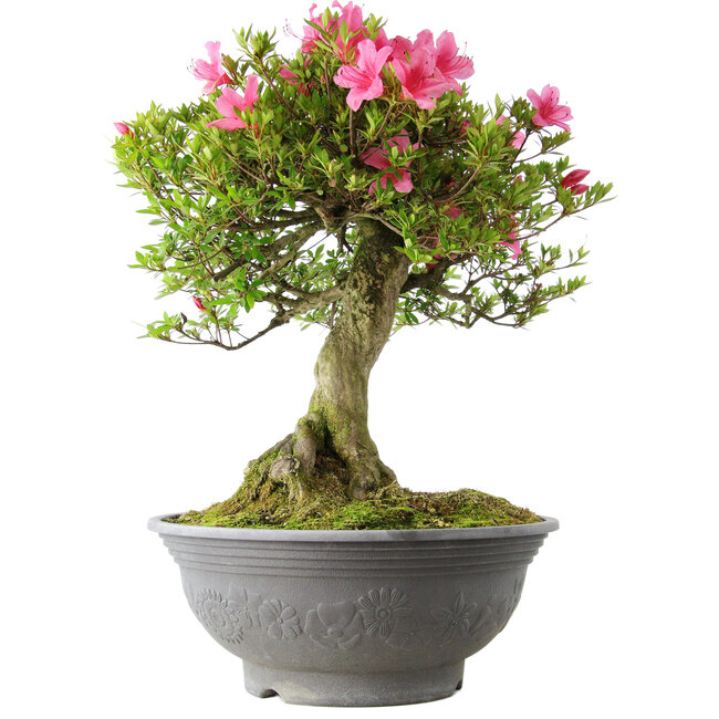 Rhododendron indicum Osakazuki, 52 cm, ± 20 anni, con un nebari di 17 cm