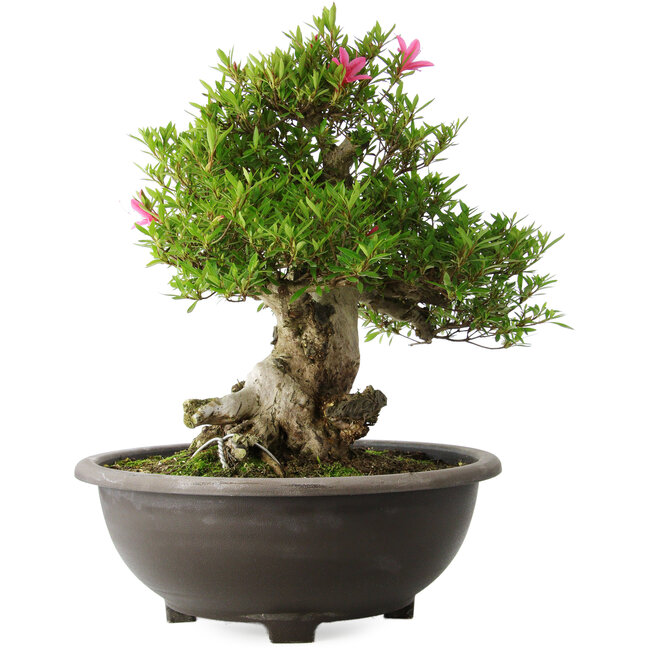 Rhododendron indicum Osakazuki, 48 cm, ± 20 years old, with a nebari of 20 cm