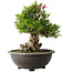 Rhododendron indicum Osakazuki, 48 cm, ± 20 anni, con un nebari di 20 cm