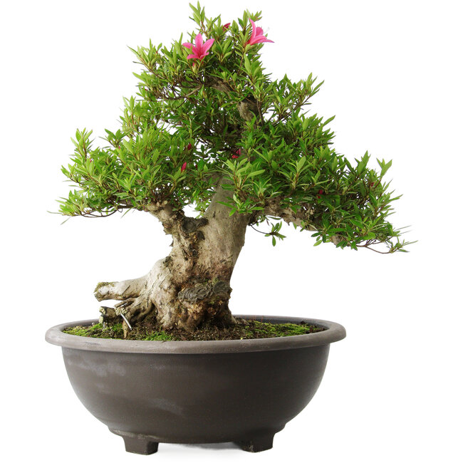 Rhododendron indicum Osakazuki, 48 cm, ± 20 years old, with a nebari of 20 cm