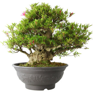 Rhododendron indicum Osakazuki, 48 cm, ± 20 jaar oud