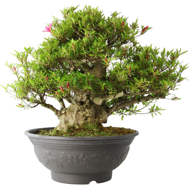 Rhododendron indicum Osakazuki, 48 cm, ± 20 jaar oud, met een nebari van 17 cm