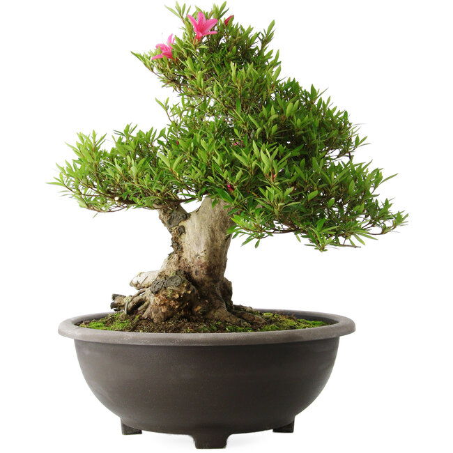 Rhododendron indicum Osakazuki, 48 cm, ± 20 years old, with a nebari of 20 cm