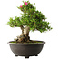 Rhododendron indicum Osakazuki, 48 cm, ± 20 jaar oud, met een nebari van 20 cm