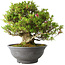 Rhododendron indicum Osakazuki, 48 cm, ± 20 jaar oud, met een nebari van 17 cm