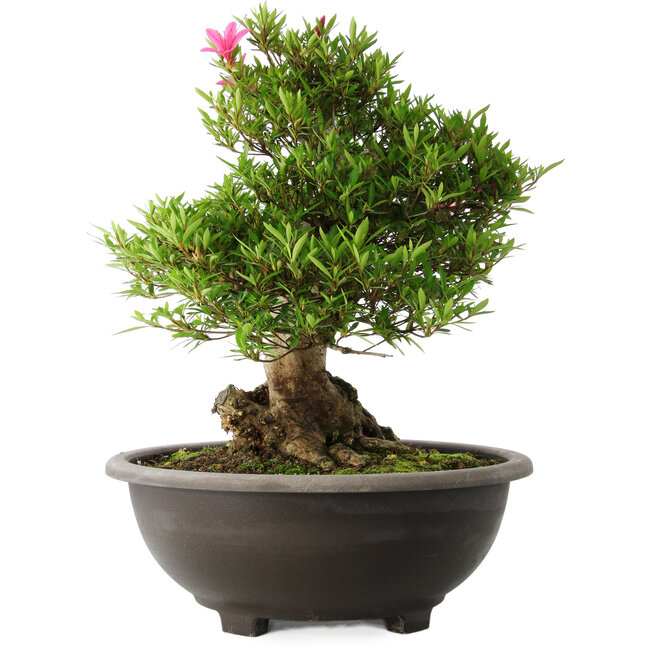 Rhododendron indicum Osakazuki, 48 cm, ± 20 years old, with a nebari of 20 cm