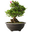 Rhododendron indicum Osakazuki, 48 cm, ± 20 jaar oud, met een nebari van 20 cm