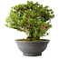 Rhododendron indicum Osakazuki, 48 cm, ± 20 jaar oud, met een nebari van 17 cm