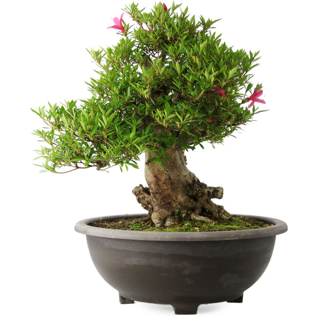 Rhododendron indicum Osakazuki, 48 cm, ± 20 Jahre alt, mit einem Nebari von 20 cm