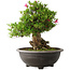 Rhododendron indicum Osakazuki, 48 cm, ± 20 jaar oud, met een nebari van 20 cm
