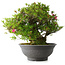 Rhododendron indicum Osakazuki, 48 cm, ± 20 jaar oud, met een nebari van 17 cm