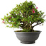 Rhododendron indicum Osakazuki, 48 cm, ± 20 jaar oud, met een nebari van 17 cm