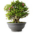 Rhododendron indicum Osakazuki, 48 cm, ± 20 jaar oud, met een nebari van 17 cm