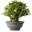 Rhododendron indicum Osakazuki, 48 cm, ± 20 jaar oud, met een nebari van 17 cm