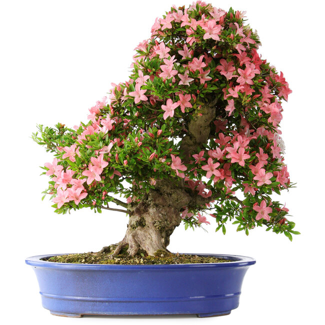 Rhododendron indicum Shin Nikko, 65 cm, ± 30 jaar oud