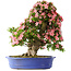 Rhododendron indicum Shin Nikko, 65 cm, ± 30 jaar oud