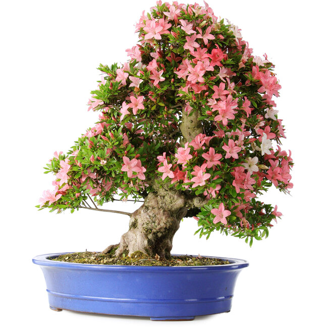 Rhododendron indicum Shin Nikko, 65 cm, ± 30 anni