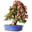 Rhododendron indicum Shin Nikko, 65 cm, ± 30 jaar oud