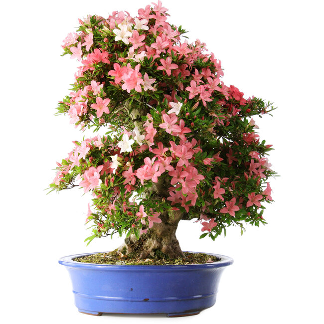 Rhododendron indicum Shin Nikko, 65 cm, ± 30 ans