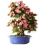 Rhododendron indicum Shin Nikko, 65 cm, ± 30 jaar oud