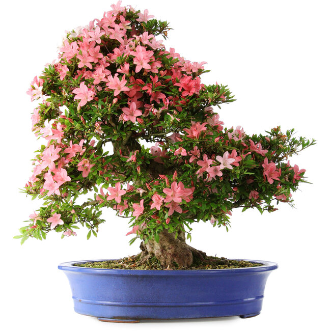 Rhododendron indicum Shin Nikko, 65 cm, ± 30 jaar oud