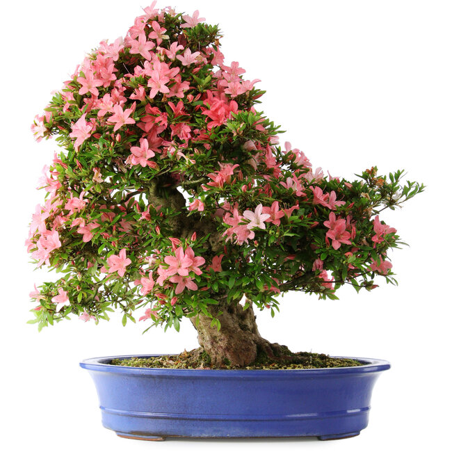 Rhododendron indicum Shin Nikko, 65 cm, ± 30 Jahre alt
