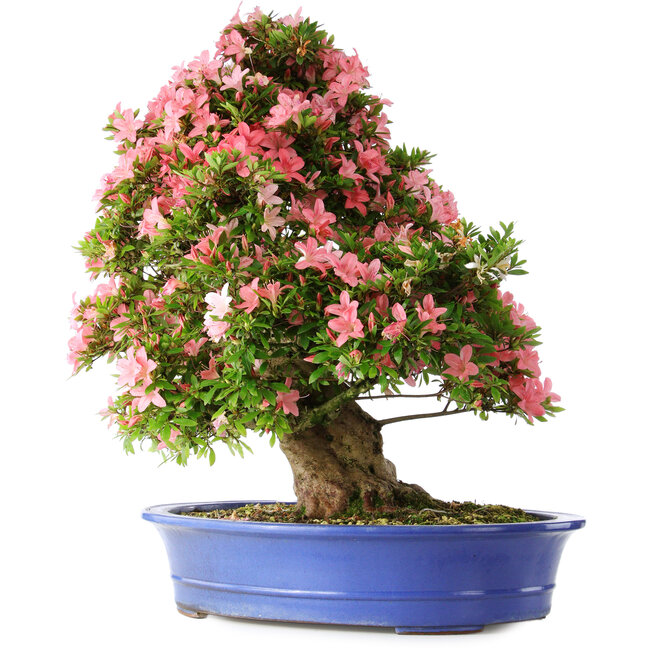 Rhododendron indicum Shin Nikko, 65 cm, ± 30 Jahre alt