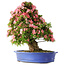 Rhododendron indicum Shin Nikko, 65 cm, ± 30 jaar oud