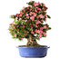 Rhododendron indicum Shin Nikko, 65 cm, ± 30 jaar oud