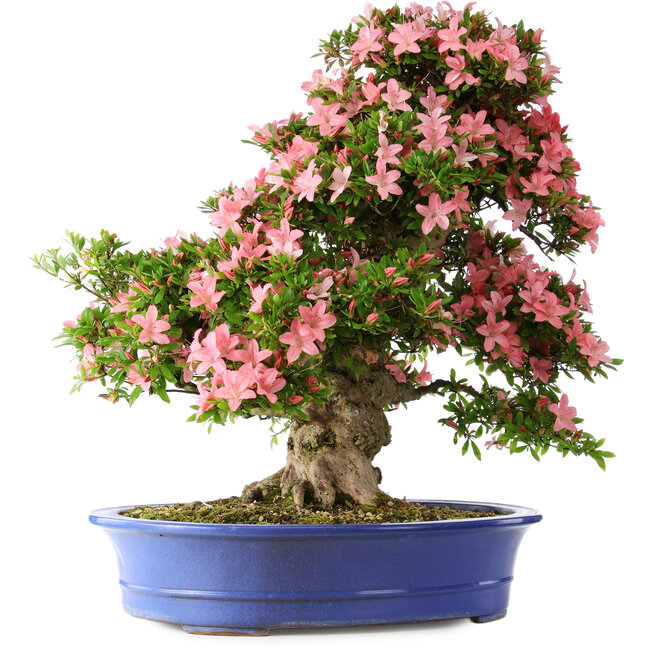 Rhododendron indicum Shin Nikko, 65 cm, ± 30 ans