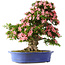 Rhododendron indicum Shin Nikko, 65 cm, ± 30 jaar oud