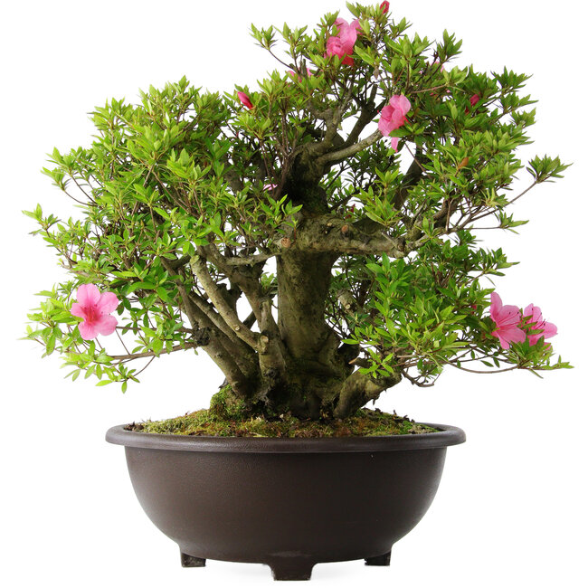 Rhododendron indicum Osakazuki, 52 cm, ± 20 jaar oud