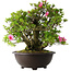 Rhododendron indicum Osakazuki, 52 cm, ± 20 jaar oud