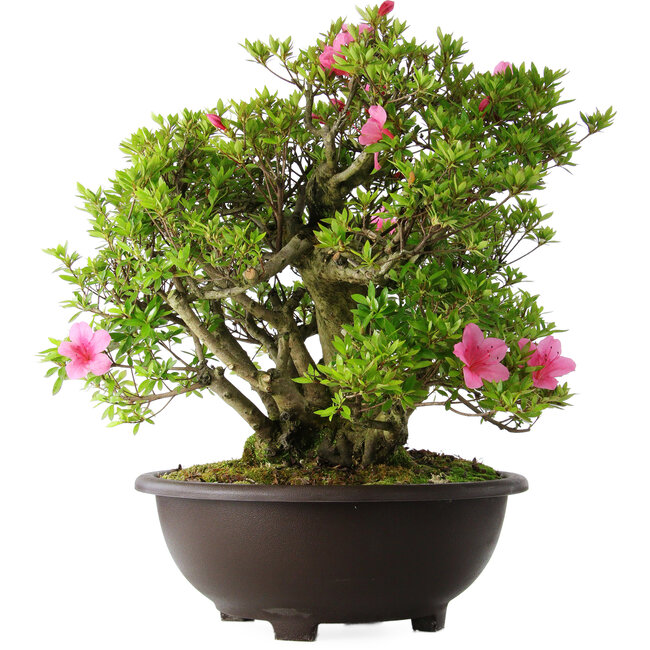 Rhododendron indicum Osakazuki, 52 cm, ± 20 years old