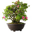 Rhododendron indicum Osakazuki, 52 cm, ± 20 jaar oud
