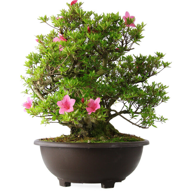 Rhododendron indicum Osakazuki, 52 cm, ± 20 Jahre alt