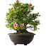 Rhododendron indicum Osakazuki, 52 cm, ± 20 jaar oud