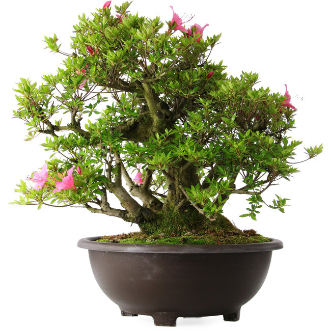 Rhododendron indicum Osakazuki, 52 cm, ± 20 Jahre alt