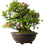Rhododendron indicum Osakazuki, 52 cm, ± 20 jaar oud