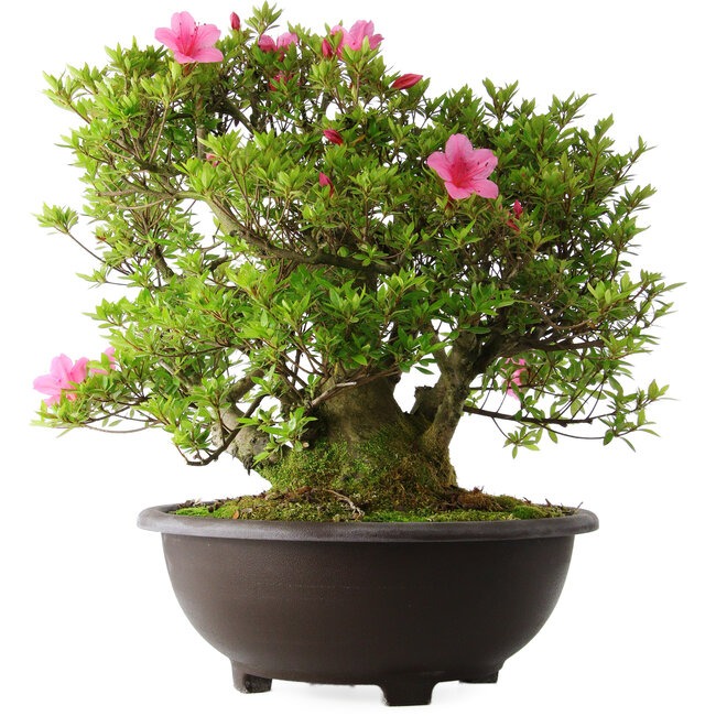 Rhododendron indicum Osakazuki, 52 cm, ± 20 Jahre alt