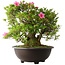 Rhododendron indicum Osakazuki, 52 cm, ± 20 jaar oud