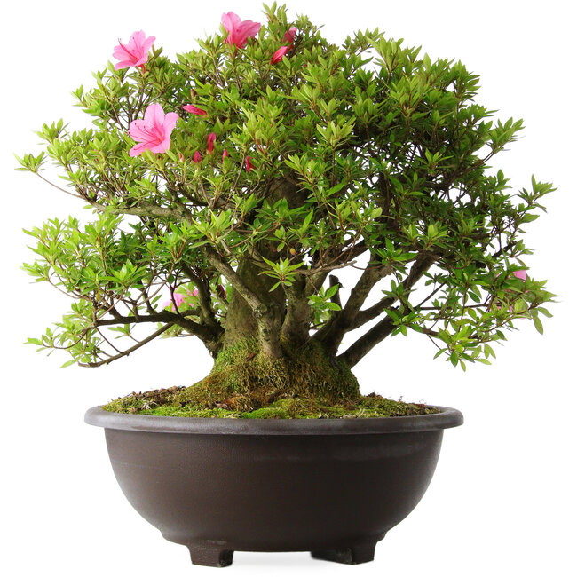 Rhododendron indicum Osakazuki, 52 cm, ± 20 Jahre alt