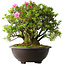 Rhododendron indicum Osakazuki, 52 cm, ± 20 jaar oud