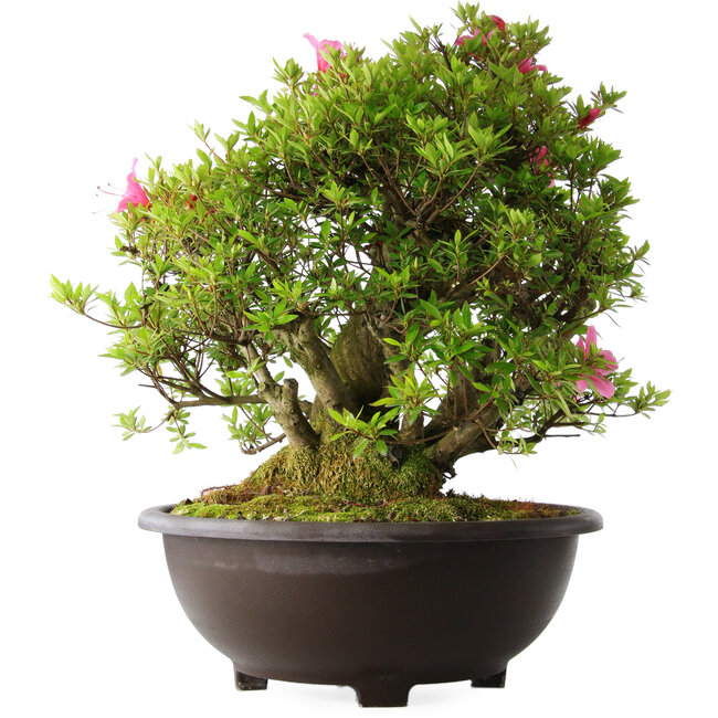 Rhododendron indicum Osakazuki, 52 cm, ± 20 Jahre alt
