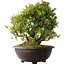 Rhododendron indicum Osakazuki, 52 cm, ± 20 jaar oud
