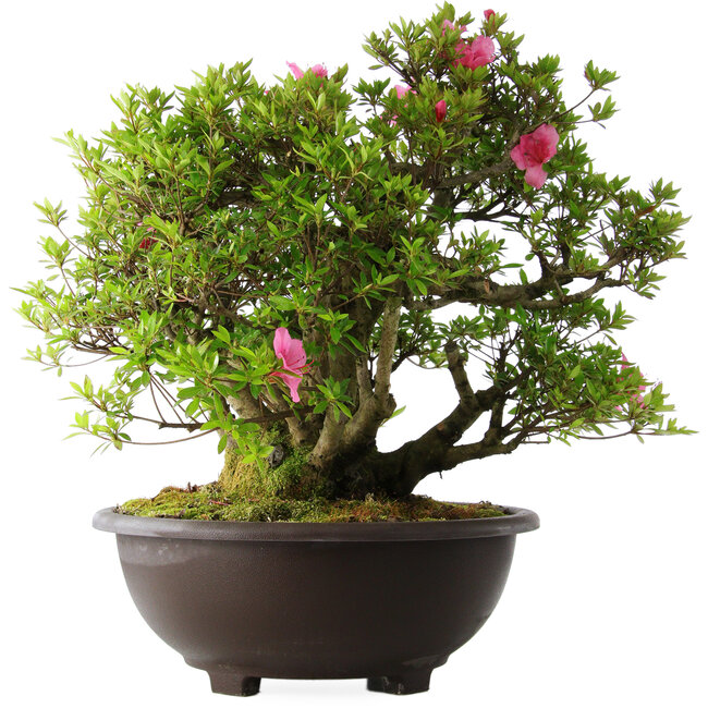 Rhododendron indicum Osakazuki, 52 cm, ± 20 years old