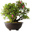 Rhododendron indicum Osakazuki, 52 cm, ± 20 jaar oud