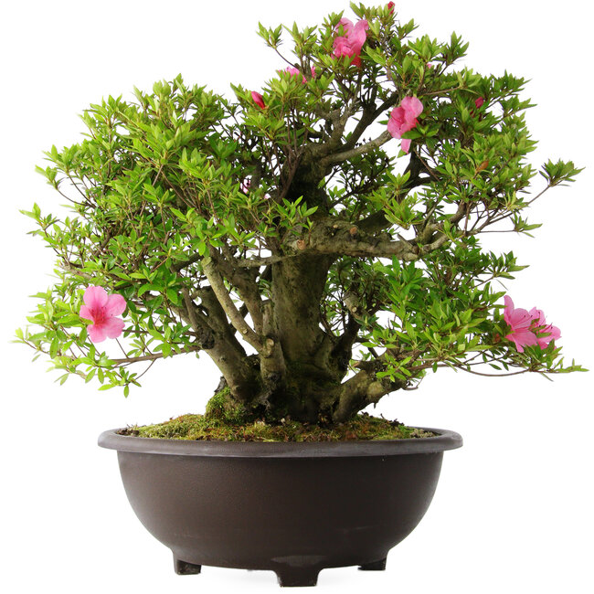 Rhododendron indicum Osakazuki, 52 cm, ± 20 years old